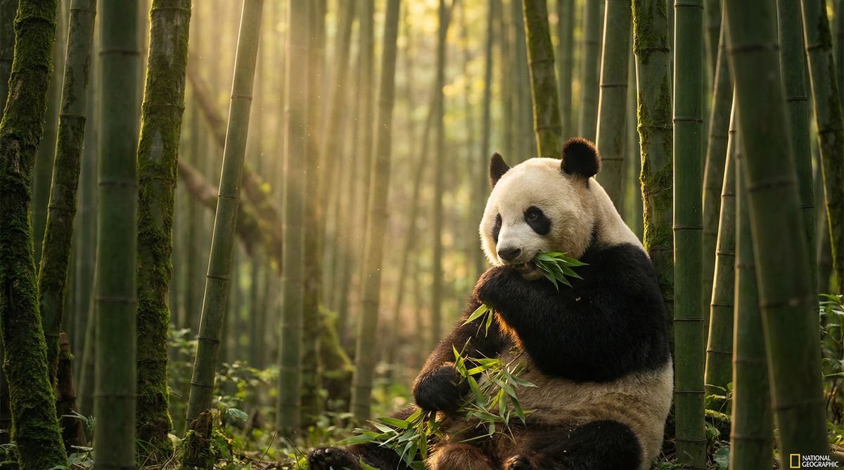 高清视频动物写真视频社区