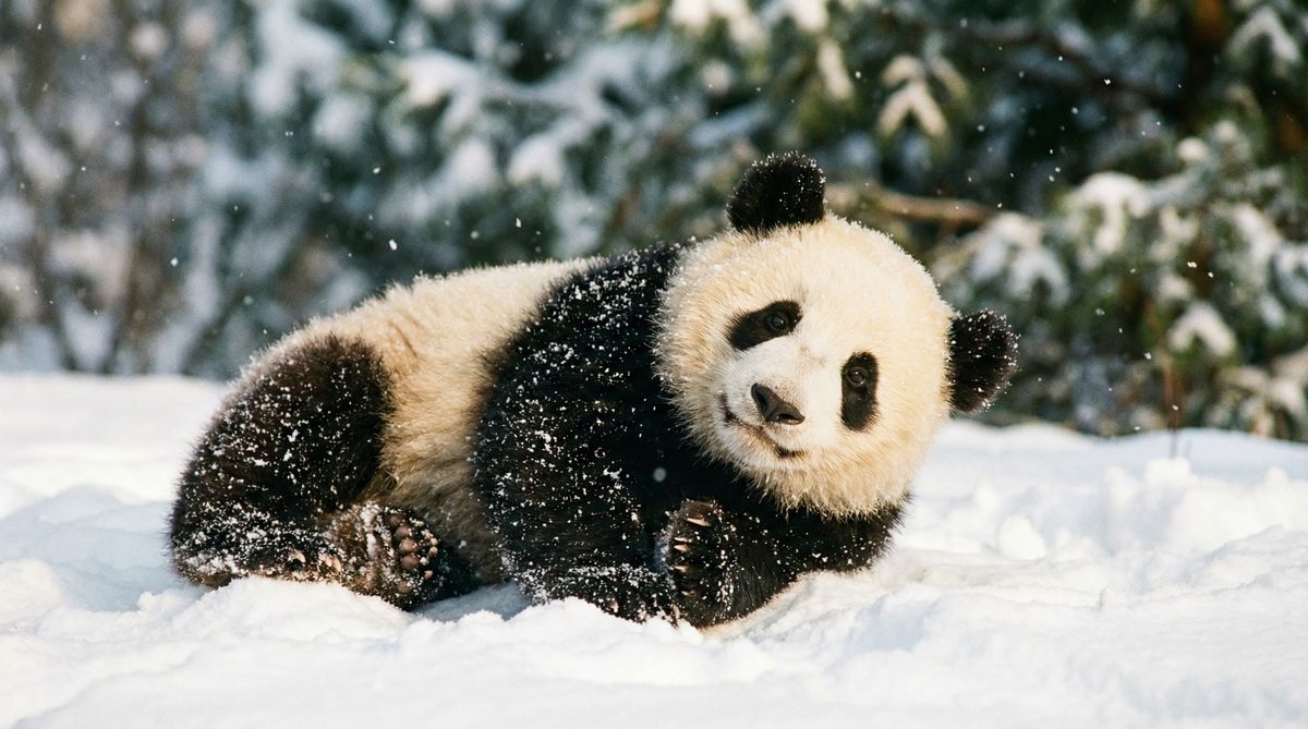 高清视频熊猫视频